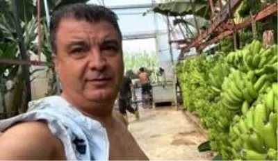 Serasında bir hevenkte 134 kilogram muz üretti Serasında bir hevenkte 134 kilogram muz üretti