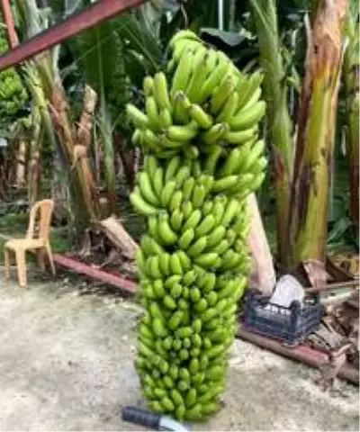 Serasında bir hevenkte 134 kilogram muz üretti Serasında bir hevenkte 134 kilogram muz üretti