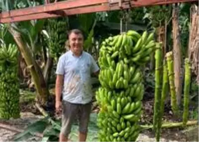 Serasında bir hevenkte 134 kilogram muz üretti Serasında bir hevenkte 134 kilogram muz üretti