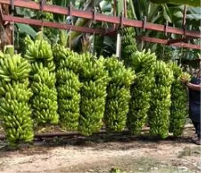 Serasında bir hevenkte 134 kilogram muz üretti Serasında bir hevenkte 134 kilogram muz üretti