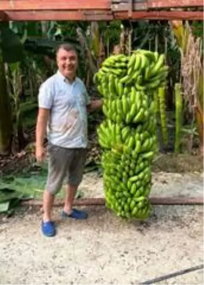 Serasında bir hevenkte 134 kilogram muz üretti Serasında bir hevenkte 134 kilogram muz üretti