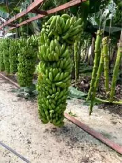 Serasında bir hevenkte 134 kilogram muz üretti Serasında bir hevenkte 134 kilogram muz üretti