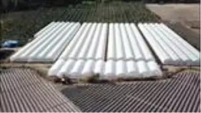 Suriyeli aileler için tarımsal destek projesi Suriyeli aileler için tarımsal destek projesi