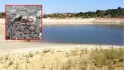 Suyun çekilmesiyle ortaya çıkan kafatası ve kemikler, bölge halkını tedirgin etti Suyun çekilmesiyle ortaya çıkan kafatası ve kemikler, bölge halkını tedirgin etti