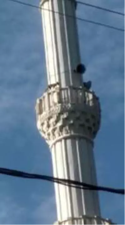 Tilkinin minareye çıktığı anlar kamerada Tilkinin minareye çıktığı anlar kamerada