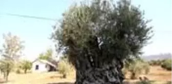 Dünyada yaşayan herkesten büyük! 1204 yaşındaki zeytin ağacı meyve vermeye devam ediyor Dünyada yaşayan herkesten büyük! 1204 yaşındaki zeytin ağacı meyve vermeye devam ediyor