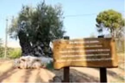 Dünyada yaşayan herkesten büyük! 1204 yaşındaki zeytin ağacı meyve vermeye devam ediyor Dünyada yaşayan herkesten büyük! 1204 yaşındaki zeytin ağacı meyve vermeye devam ediyor