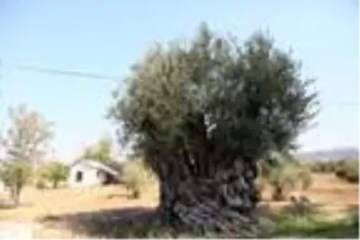 Dünyada yaşayan herkesten büyük! 1204 yaşındaki zeytin ağacı meyve vermeye devam ediyor Dünyada yaşayan herkesten büyük! 1204 yaşındaki zeytin ağacı meyve vermeye devam ediyor