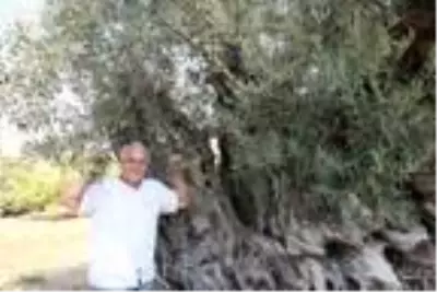 Dünyada yaşayan herkesten büyük! 1204 yaşındaki zeytin ağacı meyve vermeye devam ediyor Dünyada yaşayan herkesten büyük! 1204 yaşındaki zeytin ağacı meyve vermeye devam ediyor