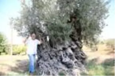 Dünyada yaşayan herkesten büyük! 1204 yaşındaki zeytin ağacı meyve vermeye devam ediyor Dünyada yaşayan herkesten büyük! 1204 yaşındaki zeytin ağacı meyve vermeye devam ediyor