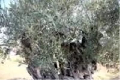 Dünyada yaşayan herkesten büyük! 1204 yaşındaki zeytin ağacı meyve vermeye devam ediyor Dünyada yaşayan herkesten büyük! 1204 yaşındaki zeytin ağacı meyve vermeye devam ediyor