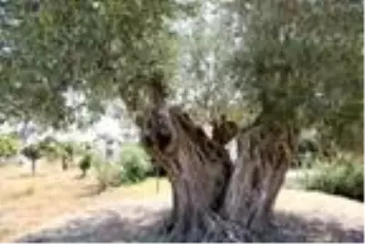 Dünyada yaşayan herkesten büyük! 1204 yaşındaki zeytin ağacı meyve vermeye devam ediyor Dünyada yaşayan herkesten büyük! 1204 yaşındaki zeytin ağacı meyve vermeye devam ediyor