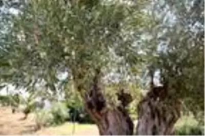 Dünyada yaşayan herkesten büyük! 1204 yaşındaki zeytin ağacı meyve vermeye devam ediyor Dünyada yaşayan herkesten büyük! 1204 yaşındaki zeytin ağacı meyve vermeye devam ediyor