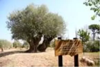 Dünyada yaşayan herkesten büyük! 1204 yaşındaki zeytin ağacı meyve vermeye devam ediyor Dünyada yaşayan herkesten büyük! 1204 yaşındaki zeytin ağacı meyve vermeye devam ediyor