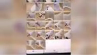 Avusturalya'da kedi tabletle onlarca selfie 'çekmiş' Avusturalya'da kedi tabletle onlarca selfie 'çekmiş'