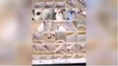 Avusturalya'da kedi tabletle onlarca selfie 'çekmiş' Avusturalya'da kedi tabletle onlarca selfie 'çekmiş'
