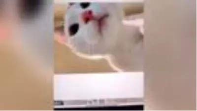 Avusturalya'da kedi tabletle onlarca selfie 'çekmiş' Avusturalya'da kedi tabletle onlarca selfie 'çekmiş'