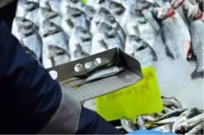 Balık sezonunun açılmasıyla birlikte denetimler başladı Balık sezonunun açılmasıyla birlikte denetimler başladı