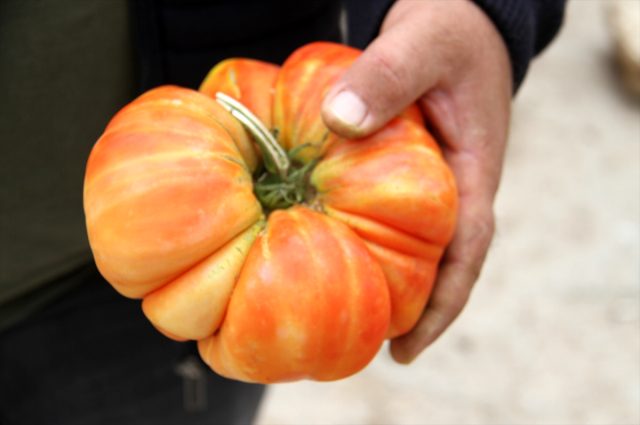 Beyşehirli çiftçi, hobi bahçesinde 1 kilograma ulaşan Osmanlı domatesi yetiştirdi