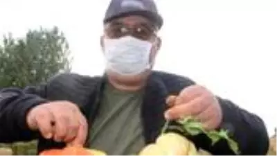 Beyşehirli çiftçi, hobi bahçesinde 1 kilograma ulaşan domates yetiştirdi Beyşehirli çiftçi, hobi bahçesinde 1 kilograma ulaşan domates yetiştirdi