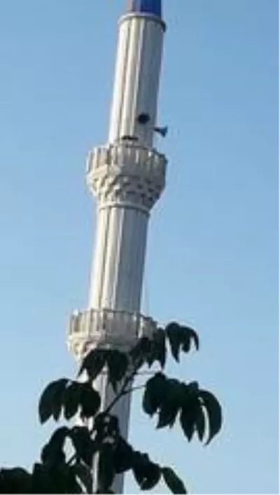 Cami minaresinde dolaşan tilki görenleri şaşırttı Cami minaresinde dolaşan tilki görenleri şaşırttı