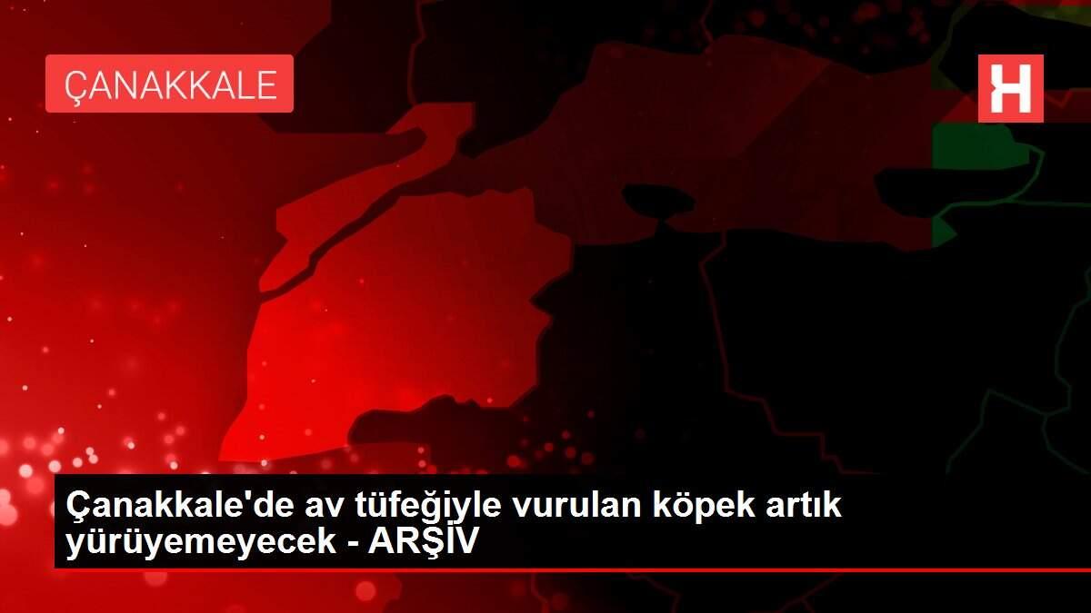 Çanakkale'de av tüfeğiyle vurulan köpek artık yürüyemeyecek - ARŞİV Çanakkale'de av tüfeğiyle vurulan köpek artık yürüyemeyecek - ARŞİV