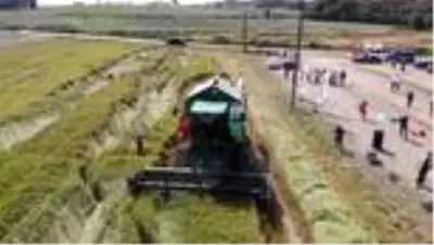 Damlama sulama yöntemi ile yetiştirilen çeltiğin hasadı yapıldı Damlama sulama yöntemi ile yetiştirilen çeltiğin hasadı yapıldı