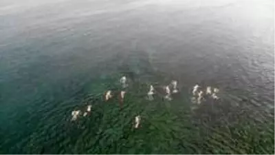 Dünyaca Ünlü yüzücü Michael Read Avcılar'da kulaç attı Dünyaca Ünlü yüzücü Michael Read Avcılar'da kulaç attı
