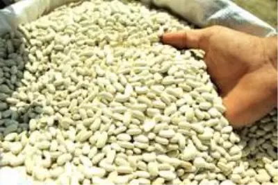 Elazığ'ın 'Bermaz Ovası'nda kuru fasulye hasadı Elazığ'ın 'Bermaz Ovası'nda kuru fasulye hasadı