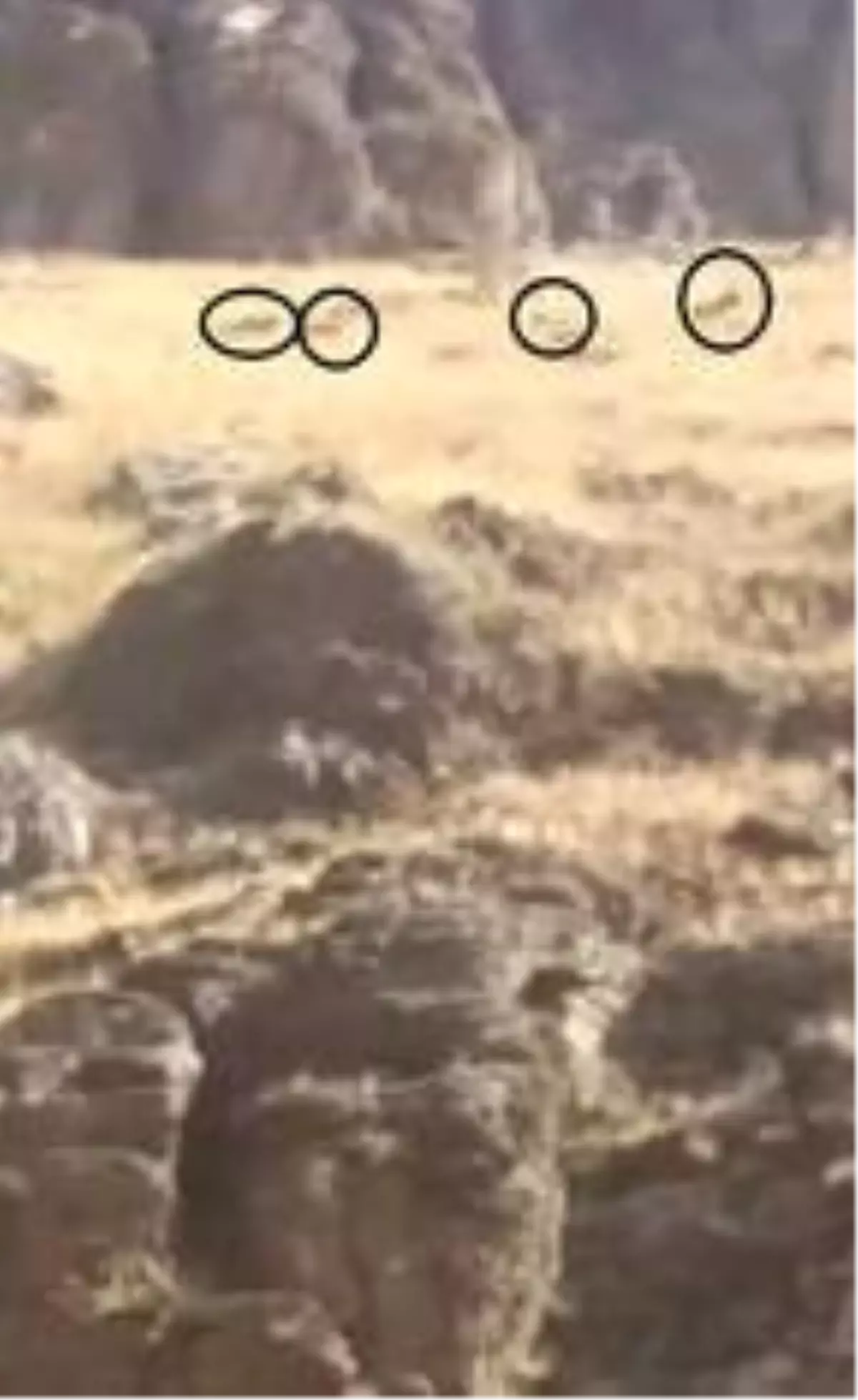 Erik toplamaya gitti, ayı ve yavruları saldırdı