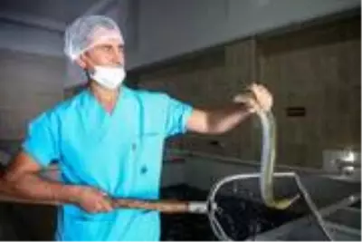 Hobi amaçlı tuttuğu yılan balıklarını ihraç etmeye başladı Hobi amaçlı tuttuğu yılan balıklarını ihraç etmeye başladı