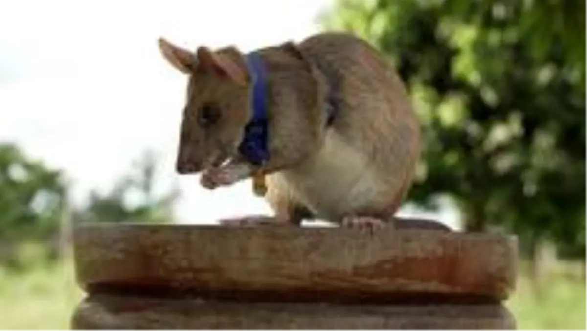 Kamboçya'da onlarca kara mayını ve patlayıcı bulan sıçan altın madalyayla ödüllendirildi