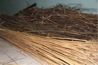 Kenevir, keten ve ısırgan tarımındaki en büyük engel ortadan kalktı Kenevir, keten ve ısırgan tarımındaki en büyük engel ortadan kalktı