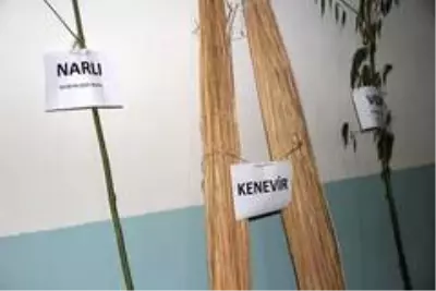 Kenevir, keten ve ısırgan tarımındaki en büyük engel ortadan kalktı Kenevir, keten ve ısırgan tarımındaki en büyük engel ortadan kalktı