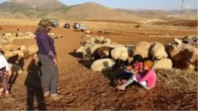 Koyunların peşinde hayallerine koşuyorlar Koyunların peşinde hayallerine koşuyorlar