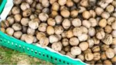 Kuruması için evinin damına bıraktığı 500 kilo cevizi çalındı Kuruması için evinin damına bıraktığı 500 kilo cevizi çalındı