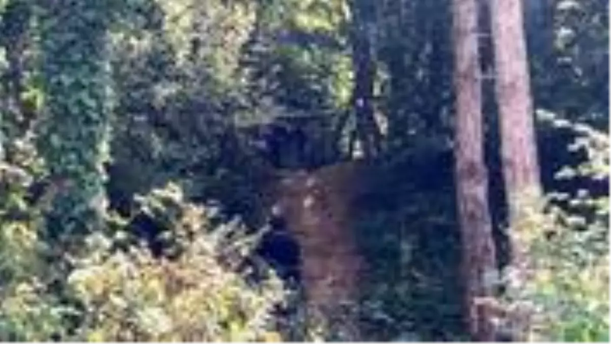 Ormanlık alanda eşini ve arkadaşını öldürmüştü! Çifte cinayetin altından 'yasak aşk' çıktı