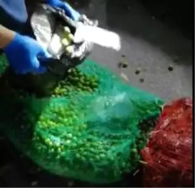 Patlıcan ve zeytin dolu çuvallarından uyuşturucu ele geçirildi Patlıcan ve zeytin dolu çuvallarından uyuşturucu ele geçirildi