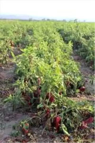 Salçalık biberler tarlada çürüyor Salçalık biberler tarlada çürüyor