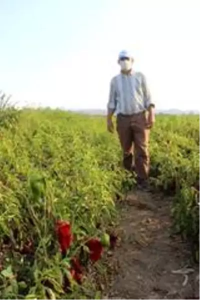 Salçalık biberler tarlada çürüyor Salçalık biberler tarlada çürüyor