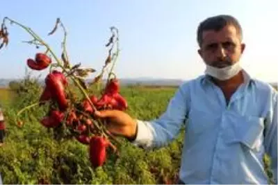 Salçalık biberler tarlada çürüyor Salçalık biberler tarlada çürüyor