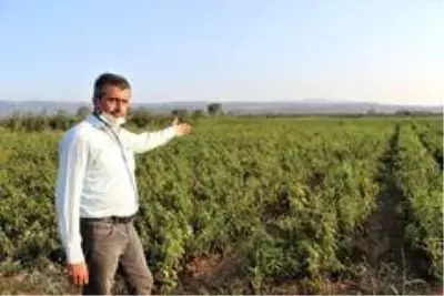 Salçalık biberler tarlada çürüyor Salçalık biberler tarlada çürüyor
