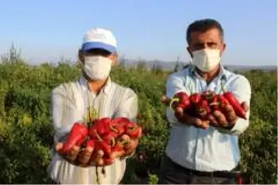 Salçalık biberler tarlada çürüyor Salçalık biberler tarlada çürüyor