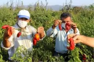 Salçalık biberler tarlada çürüyor Salçalık biberler tarlada çürüyor