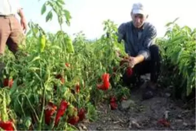 Salçalık biberler tarlada çürüyor Salçalık biberler tarlada çürüyor