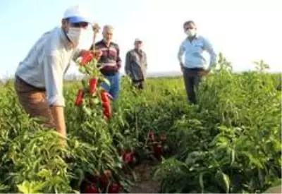 Salçalık biberler tarlada çürüyor Salçalık biberler tarlada çürüyor