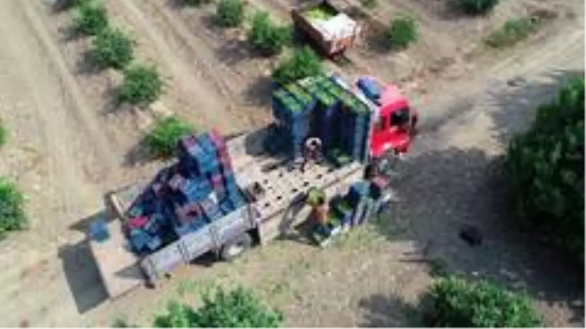 Sıcak hava ve poyrazın vurduğu limonda buruk hasat