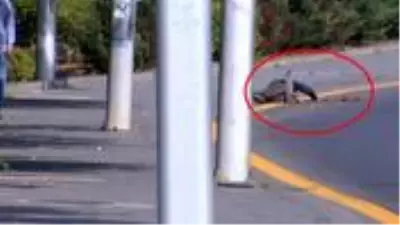 Simit tablasıyla bayılma numarası yapıp insanları kandırdı! O anlar kameraya yansıdı Simit tablasıyla bayılma numarası yapıp insanları kandırdı! O anlar kameraya yansıdı