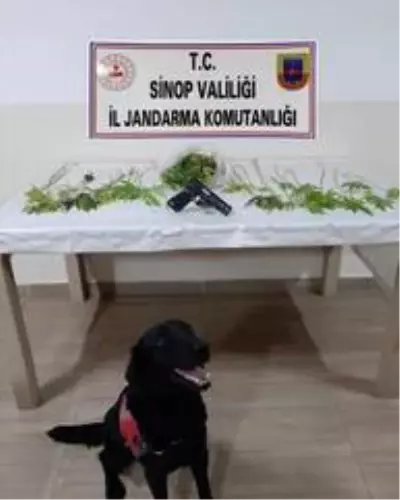 Sinop'ta uyuşturucu operasyonu: 2 gözaltı Sinop'ta uyuşturucu operasyonu: 2 gözaltı