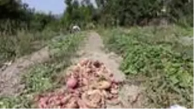Tatlı patatesin hasadına başlandı Tatlı patatesin hasadına başlandı